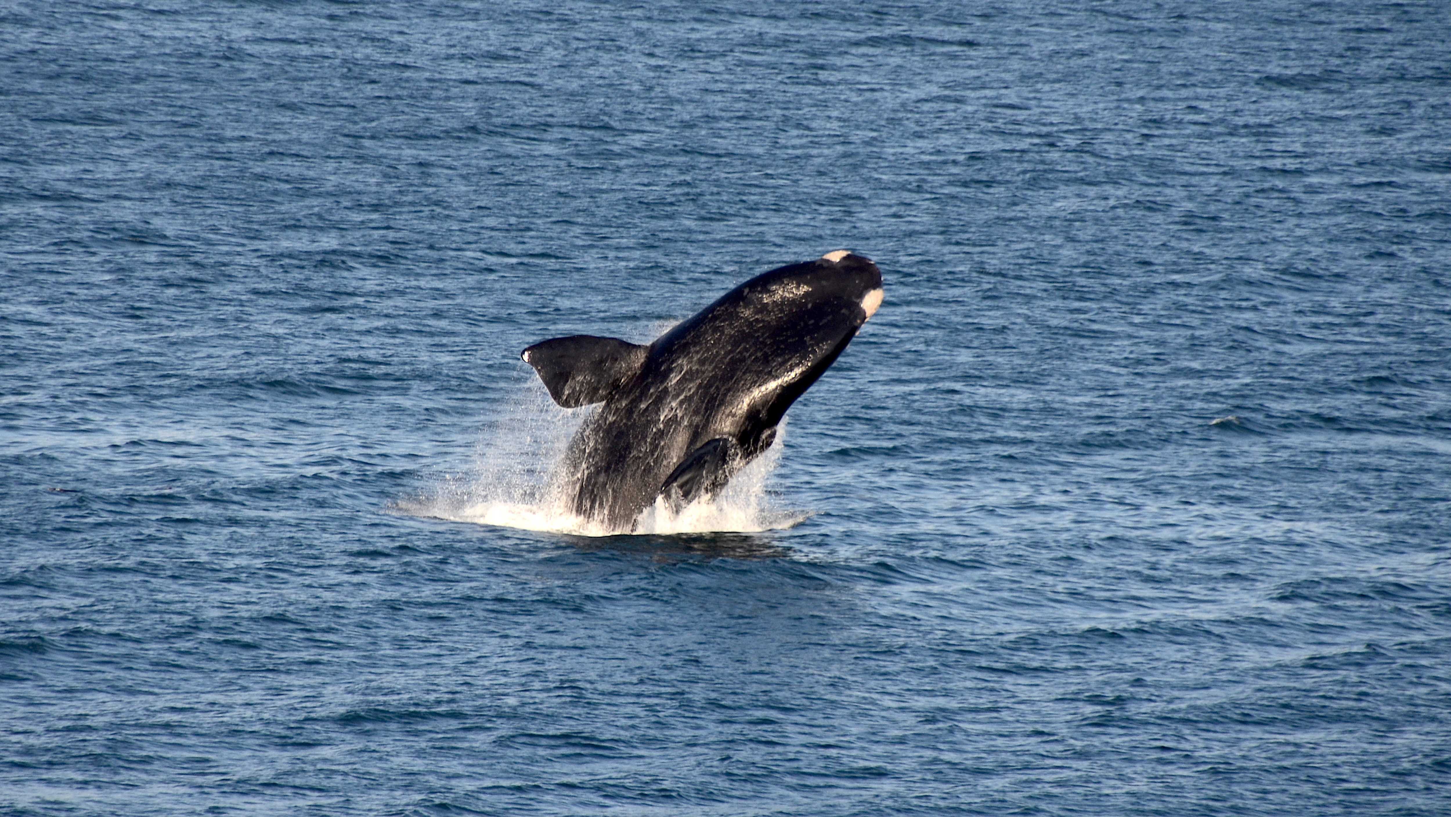 Long-term stability in the circumpolar foraging range of a Southern Ocean  predator between the eras of whaling and rapid climate change