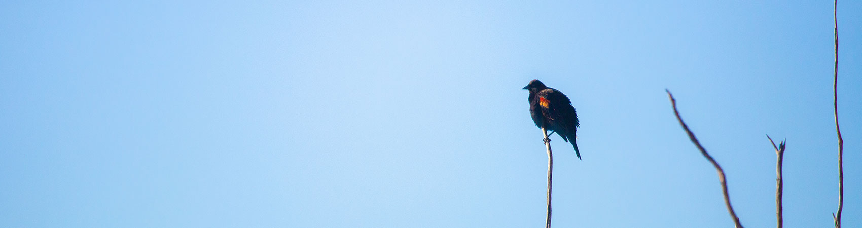 Bird at Bosque Del Apache